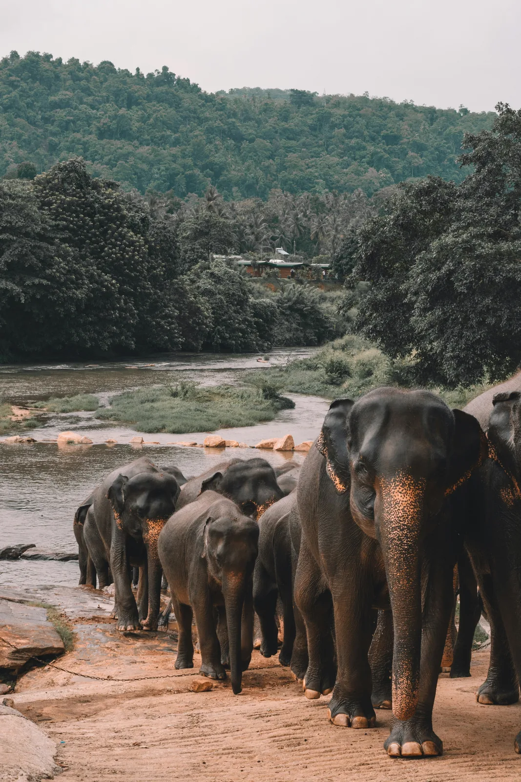 Encounter the
Wild Heart of Lanka.