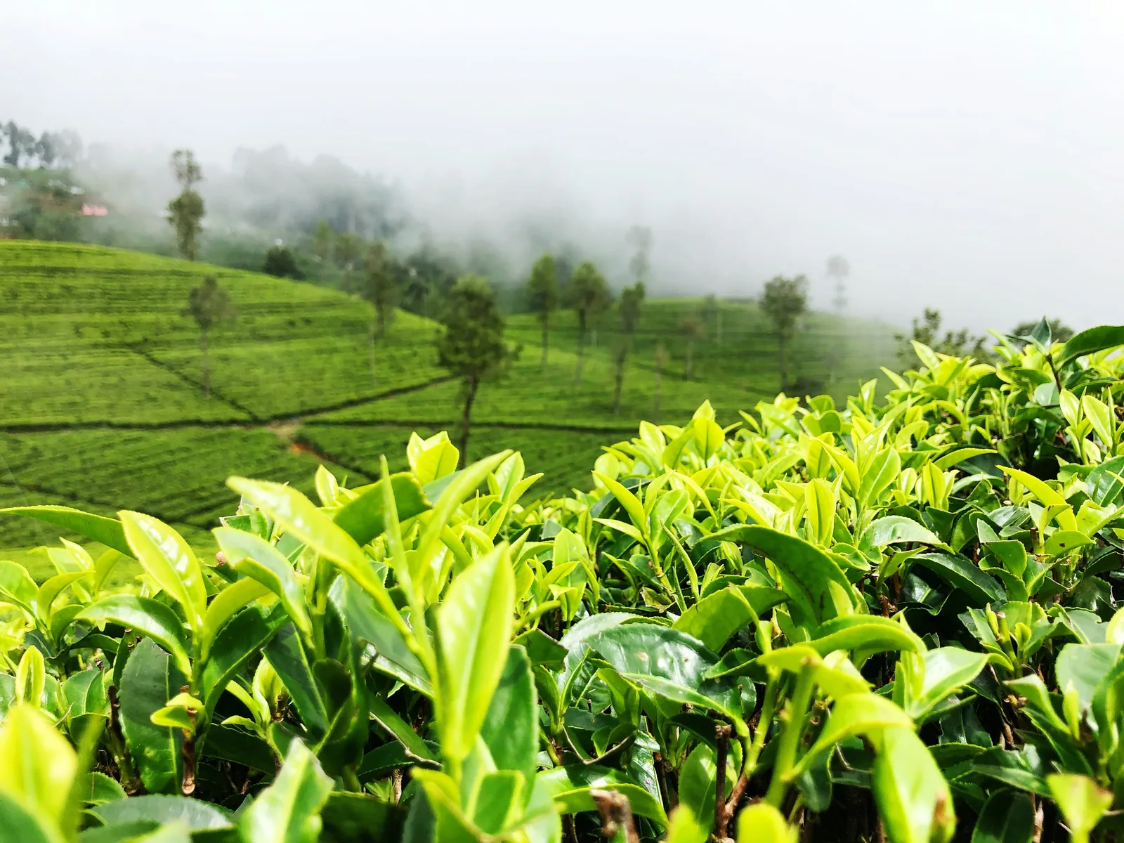 Journey Through
the Tea-Kissed Hills.
